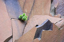 Solitary Roseroot (Rhodiola sp) growing in basalt quarry, Suduroy, the Faroe Islands, Denmark. June 2006