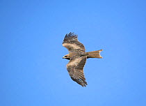 Black kite (Milvus migrans) in flight, Kawkaban, Yemen