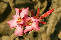 Desert rose (Adenium obesum) Wadi Hareet, Oman