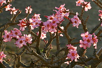 Desert roses (Adenium obesum), Wadi Hareet, Oman