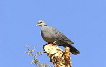 Dusky turtle dove {Streptopelia lugens}, A'Tawelah, Yemen