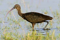 Glossy ibis (Plegadis falcinellus) wading, Khawr Taqah, Oman
