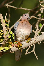 Laughing dove (Spilopelia senegalensis), Ayn Hamran, Oman