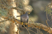 Olive pigeon (Columba arquatrix) in tree, Mahweet, Yemen