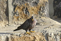 Olive pigeon (Columba arquatrix) Mahweet, Yemen