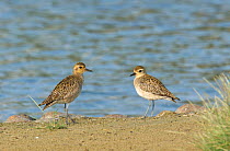 Two Pacific golden plover (Pluvialis fulva) with winter plumage, on shore, Abu Dhabi, United Arab Emirates