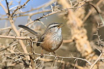Scrub warbler {Scotocerca inquieta buryi}, singing in thorn tree, Mahweet, Yemen, 24 Jan 2006