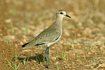 Sociable plover (Vanellus gregarius), Salalah, Oman