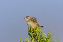 Socotra cisticola {Cisticola haesitatus} with breeze ruffling feathers, Wadi Sirhin, Socotra, Yemen