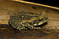 Cane Toad {Bufo marinus} sitting on palm frond, Cairns, Queensland, Australia  - introduced to Australia to control Cane beetle, the results have been catastrophic for native animals that eat the pois...