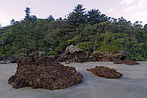 Volcanic rhyolite rock with subtropical rainforest in background, Casuarina Bay, Cape Hillsborough National Park, Queensland, Australia