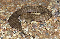 Pilbara / Desert death adder {Acanthopias pyrrhus} coiled up, Cape Range National Park, Western Australia Note - when provoked snake flattens out its body