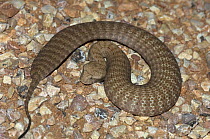 Pilbara / Desert death adder {Acanthopias pyrrhus} Cape Range National Park, Western Australia Note - when provoked snake flattens out its body