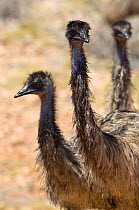 Group of Emus {Dromaius novaehollandiae} Cape Range National Park, Western Australia