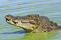 Estuarine / Saltwater crocodile {Crocodylus porosus} head profile, crocodile farm, Darwin, Northern Territory, Australia