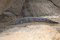 Australian freshwater crocodile {Crocodylus johnsoni} Sunning on bank of river, East Alligator River, Kakadu National Park, Northern Territory, Australia