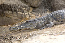 Australian freshwater crocodile {Crocodylus johnstoni} Sunning on bank of river, East Alligator River, Kakadu National Park, Northern Territory, Australia