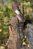 Frilled Lizard {Chlamydosaurus kingii} holding onto wooden post, Mary River National Park, Cobourg Peninsula, Northern Territory, Australia