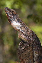 Frilled Lizard {Chlamydosaurus kingii} Mary River National Park, Cobourg Peninsula, Northern Territory, Australia
