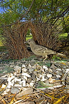 Male Great grey bowerbird {Chlamydera nuchalis} standing in front of bower, in garden, Lake Argyle, Western Australia  - Sticks, bones, glass, berries and leaves make up the treasures in this bower