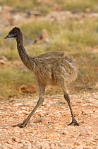 Emu {Dromaius novaehollandiae) juvenile walking, Cape Range National Park, Western Australia
