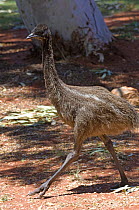 Emu {Dromaius novaehollandiae) juvenile walking, Cape Range National Park, Western Australia