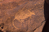 Aboriginal rock engraving, probably of small marsupial, Burrup Peninsula, Western Australia. Note - aboriginal presence in this area thought to go back 30,000 years