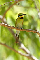 Rainbow / Australian bee-eater {Merops ornatus} perching on tree branch, Katherine, Northern Territory, Australia