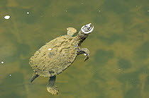 Saw-shelled turtle {Elseya latisternum} covered in silt, resting at water surface in freshwater, Eungella National Park, Queensland, Australia