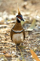 Spinifex Pigeon {Geophaps / Geophaps plumifera} Purnululu National Park (Bungle Bungles), Northern Territory, Australia