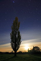 Silhouette of Poplar tree with night sky, moon and stars. San Martin de trevejo, Las Hurdes, Caceres, Extremadura, Spain.