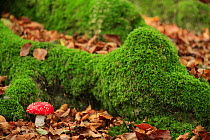 Fly agaric {Amanita muscaria} growing next to moss covered tree root, Basque country, Europe