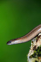 Slow worm {Anguis fragilis} head profile, Asturias, Spain