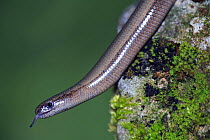 Slow worm {Anguis fragilis} profile with tongue extended, Asturias, Spain
