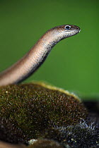Slow worm {Anguis fragilis} portrait, Asturias, Spain