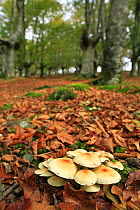 Honey fungus {Armillaria mellea} growing amongst leaflitter in woodland, Basque country, Europe
