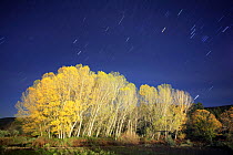 Poplar {Populus} trees at night with star trails, Torrecilla de los Angeles, Las Hurdes, Caceres, Extremadura, Spain