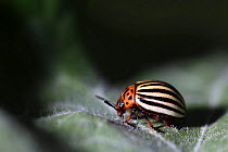 Colorado potato beetle {Leptinotarsa decemlineata}