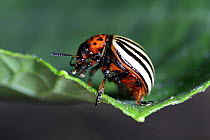 Colorado potato beetle {Leptinotarsa decemlineata}