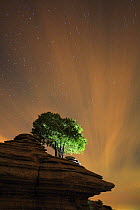 Tree growing on rock formation with night sky, Torcal de Antequera, Malaga, Spain