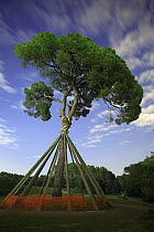 Pine tree propped-up, Sant Cugat del Valles, Barcelona, Spain.