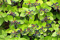 Viburnum {Viburnum tinus} in fruit, Spain