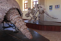 Skeleton of Glyptodonte, Pikillacta Museum, Peru 2006.