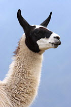 Llama (Lama glama) head profile, Machu Pichu, Peru