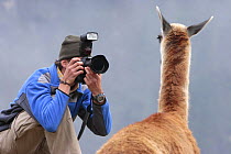 Man photographing llama (Lama glama), Machu Picchu, Peru 2006.
