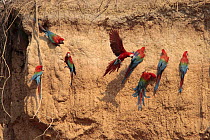 Green-winged Macaw (Ara chloroptera) feeding at clay lick, Tambopata NP, Peru