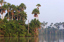 Aguaje palms (Mauritia flexuosa) on the banks of Lake Sandoval, Tambopata NP, Peru, 2006
