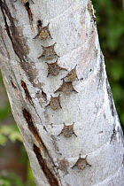 Long-nosed / Proboscis bats (Rhynchonycteris naso) on tree, Tambopata NP, Peru