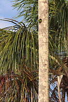 Red-bellied Macaw (Ara manilata) emerging from nest hole in palm tree, Tambopata National Reserve, Peru