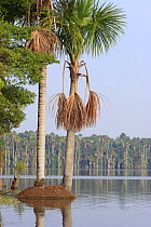 Aguaje palms (Mauritia flexuosa) along edge of, Lake Sandoval, Tambopata NP, Peru
